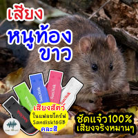 เสียงหนูท้องขาว แอ่วหนูท้องขาว เมม/แฟลชไดร์ฟเสียงต่อหนูท้องขาว มีเก็บเงินปลายทาง เสียงจริงชัดแจ๋ว100% ไม่มีโฆษณาแทรก (MP3 เสียงต่อสัตว์)