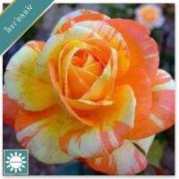 30 เมล็ด เมล็ดพันธุ์ กุหลาบ สตาร์แอนด์สไตร้พส์ Stripes Rose seed สี ส้ม-ขาว ดอกใหญ่ นำเข้าจากต่างประเทศ พร้อมคู่มือ เมล็ดใหม่