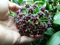 20 เมล็ดพันธุ์ Garden Seeds โฮย่า กล้วยไม้โฮย่า สกุลนมตำเลีย (Hoya) มีดอกหอม ให้ดอกตลอดปี ชอบแสงแดดครึ่งวัน อากาศถ่ายเท อัตราการงอกสูง 80-85%