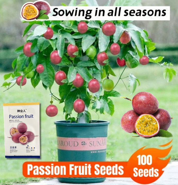 100 Original Rare Red Passion Fruit Seeds for Planting (100 Seed) Dwarf Passion Fruit Live