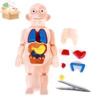 CHIDI Montessori 3D Puzzle Human Body กายวิภาคศาสตร์การศึกษา DIY ประกอบของเล่น