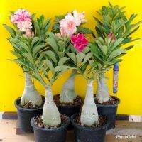 11 เมล็ด เมล็ดพันธุ์ Home Seed  ชวนชม สายพันธุ์ฮอลแลนด์ คละสี Adenium Seeds กุหลาบทะเลทราย Desert Rose ราชินีบอนไซ อัตรางอกสูง 80-90% มีคู่มือปลูก