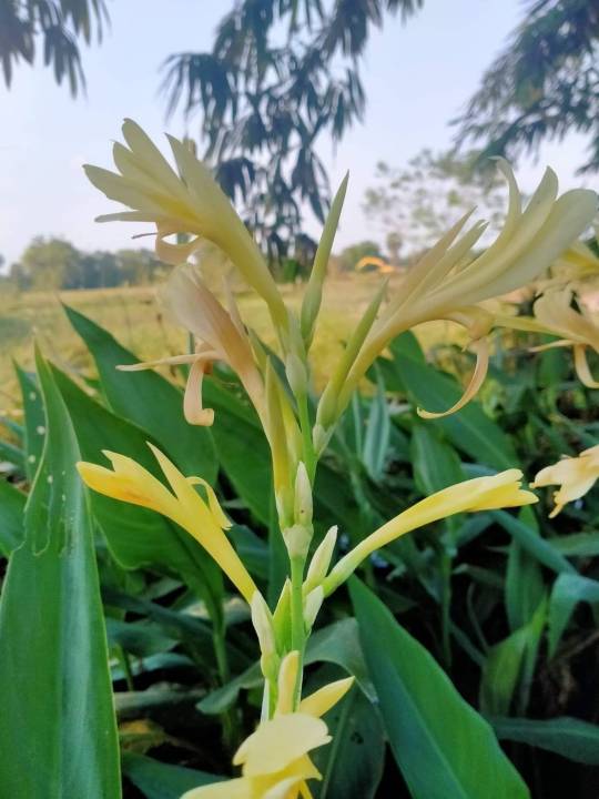 พุทธรักษา-พุทธรักษาสีครีม-1หน่อไม้มงคล-หน่อ-เหง้า-ต้นพุทธรักษา-พุทธรักษาสีขาว