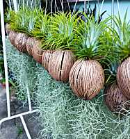 หนวดฤาษี Tillandsia เคราฤาษี  ในลูกตีนเป็ด พีชฟอกอากาศ ไม้ประดับบ้าน