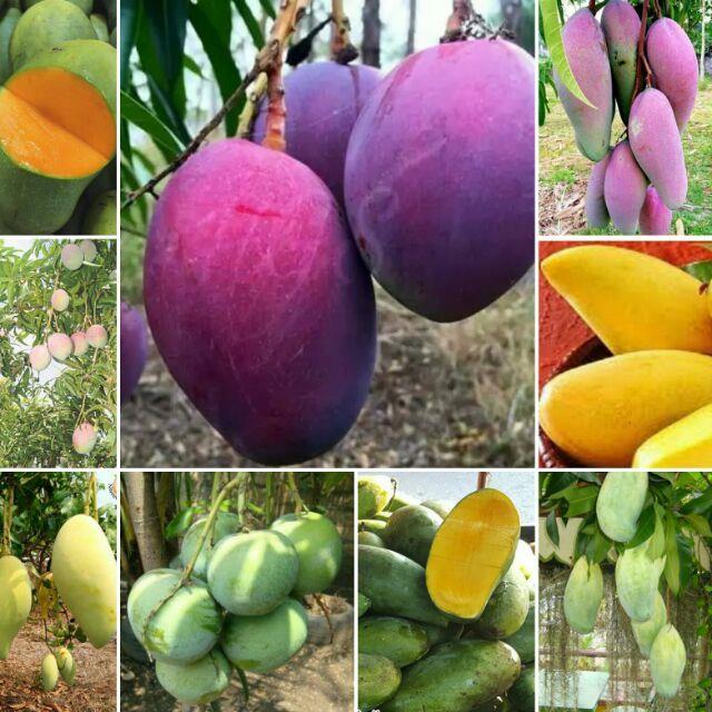 Benih mangga Pokok Mangga mango tree : Siku Raja /Lemak /Kelapa / Epal ...
