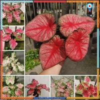 ☇บอนสี 100เมล็ด Mixed Colors Caladium Seeds Flower Seed บอนสีหายาก ต้นไม้บอลสี ต้นไม้มงคล ต้นไม้ฟอกอากาศ เมล็ดดอกไม้ ต้ flashsale ลดกระหน่ำ