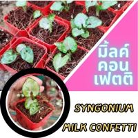 1 กระถาง ต้นเงินไหลมาไซโกเนียมมิ้วคอนเฟตติ Syngonium milk confetti ขนาดกระถาง2.5นิ้ว จัดส่งแบบยกกระถาง