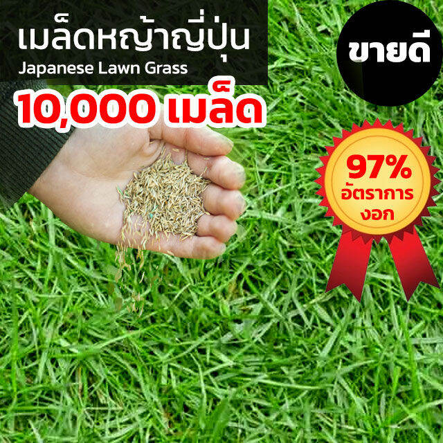 10000 Japanese Lawn Grass   6586ee80817c0922b099ff7c8bf580e4  720x720q80 