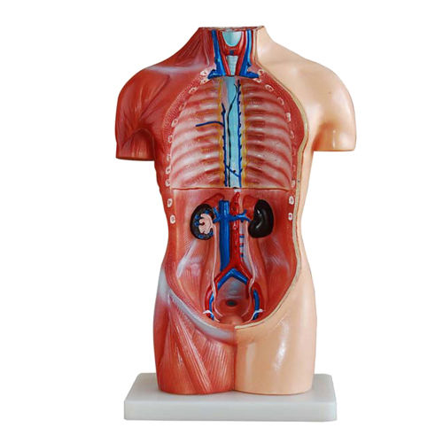 nkhc-anatomy-model-nk-207-จำลองมนุษย์ครึ่งตัว-ไม่แสดงเพศ-แสดงอวัยวะภายใน-ขนาด-42-เซนติเมตร-ถอดประกอบได้-18-ชิ้น