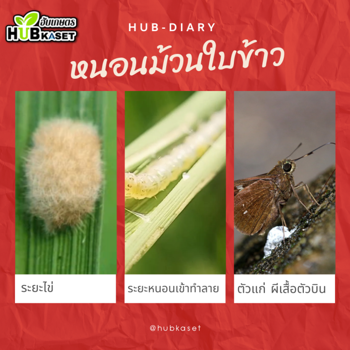 สินค้ายกลัง-แอมเมท-250ซีซี-12ขวด-อินด๊อกซาคาร์บ-ป้องกันกำจัดหนอนห่อใบข้าว-หนอนม้วนใบ-หนอนคืบ-หนอนชอนใบ