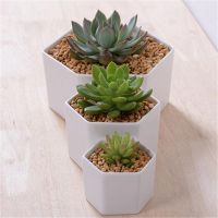 Simple Hexagon Ceramic Flower Pot White Succulents Planter Flowerpot Green Plant Container Trays For Gift Home Decoration