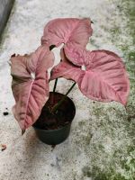 ออมชมพู (Syngonium hybrid Pink) #ไม้ฟอกอากาศ #ไม้มงคล #ใจเกษตร