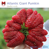 เมล็ดสตรอเบอร์รี่ยักษ์ ญี่ปุ่นGiant Strawberry Japan (100เมล็ด)