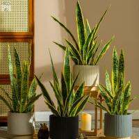 พื้น HIROCHAO สวนเขตร้อนในร่มกลางแจ้งสติ๊กเกอร์ตกแต่งบ้านใบเทียม Sansevieria พืชปลอม