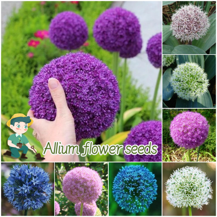 [Easy to grow in Philippines] 70pcs Mixed Color Giant Allium Flower