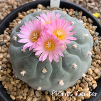 Plants Center พร้อมส่ง กระบองเพชร แคคตัส cactus Lophophora Fricii โลโฟฟริซิไอ  seeding 2-3cm/3-4cm