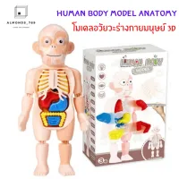ของเล่นเด็ก Human Body Model Anatomy โมเดลอวัยวะร่างกายมนุษย์ 3D ออกแบบสมจริงเหมาะแก่การเรียนรู้ [W603]