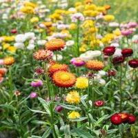 100 เมล็ดพันธุ์ เมล็ด ดอกกระดาษ. ดอกบานไม่รู้โรยฝรั่ง Helichrysum STRAW FLOWER SWISS GIANT Seeds อัตราการงอก 80-85%