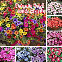 ?บานเพื่อคุณเท่านั้น?เมล็ดพันธุ์แท้ 100% 1000 แคปซูล เมล็ด พิทูเนีย Mixed Morning Glory Flower Seed / Petunia Seed Flower Seeds เมล็ดดอกไม้ ต้นไม้มงคล ต้นไม้ฟอกอากาศ ดอกไม้ตกแต่ง ดอกไม้จร