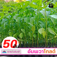 ?️ ต้นกล้าพริก ?️ (50 ต้น) พริกอัมพวา พริกขี้หนู พริกอัมพวาโกลด์