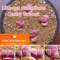 Pro +++ Lithops otzeniana Cesky Granat  10pcs 139.- ราคาดี พรรณ ไม้ น้ำ พรรณ ไม้ ทุก ชนิด พรรณ ไม้ น้ำ สวยงาม พรรณ ไม้ มงคล