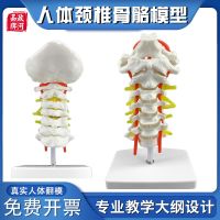 Zheng river human lumbar spine disc nerve artery cervical vertebra bone model hospital school teaching