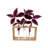 ก้ามปูหลุดสีม่วงอำพัน (จำนวน 3 กิ่ง) Tradescantia zebrina purple joy สามารถเลี้ยงน้ำได้ ความยาวกิ่งประมาณ 15 cm ต้นไม้ ก้ามปู