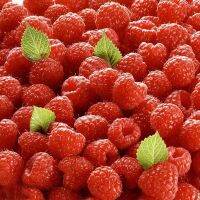 เมล็ด Rare Delicious Raspberry Fruit Seeds ต้นราสเบอร์รี่ บอนไซแคระ บอนไซ เมล็ดพันธุ์พืช เมล็ดดอกไม้ พรรณไม้ ต้นไม้ เมล็ดพันธุ์ผัก พันธุ์ไม้ผล ผักซอง ผักสวนครัว plants plant [ไม่ใช่พืช! เป็นเมล็ดพันธุ์] [คลังสินค้าจุด][ขายตรงจากโรงงาน][ของแท้อย่างเป็นทางก