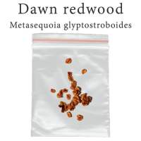 เมล็ดสน Metasequoia glyptostroboides 100 มิลลิกรัม Dawn redwood เรดวูด บอนไซ