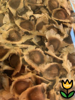 GRADE A - Raw Moringa seeds // 100SEEDS