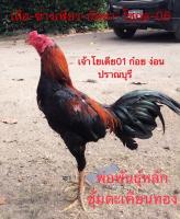 ไข่ไก่ชนก๋อยกัด สายปราณบุรี100% ร้านจัดส่งไว