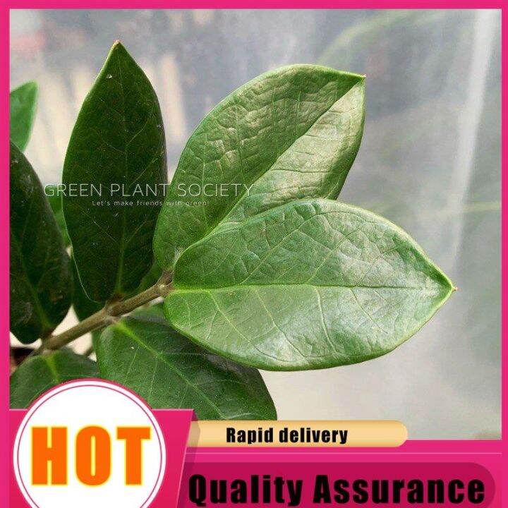 Gps green plant society live plant prosperity zamioculcas zamifolia/zz