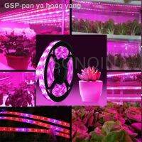 ♟Sup2✉5M 300LEDs Grow 12V Strip 5050โคมไฟสำหรับปลูกผักไฮโดรโปนิค