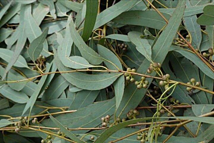 ขายส่ง-1-กิโลกรัม-เมล็ดยูคาลิปตัส-eucalyptus-น้ำมันยูคาลิปตัส-โกฐจุฬารส-น้ำมันเขียว-มันเขียว-ยูคาลิป-อันเยี๊ยะ-หนานอัน-ต้นยูคาลิปตัส