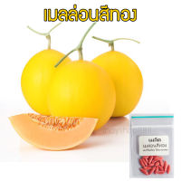 เมล็ดพันธุ์ เมล่อนสีทอง ควีน เนื้อส้ม เมล่อนสีทอง Melon Gold 20 เมล็ด [ 10 แถม 1 คละได้ ]