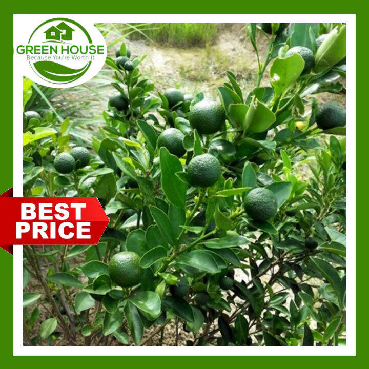 Green House Bonsai Kalamansi Seeds for Planting Vegetable Plants (10