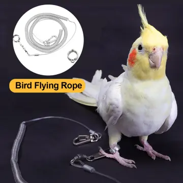 Bird leg hot sale leash