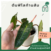 ต้นฟิโลก้านส้ม ฟิโลเดนดรอนก้านส้ม Philodendron billietiae พร้อมส่ง  ไม้เนื้อเยื้อ