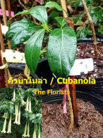 ต้นคิวบาโนล่า Cubanola domingensis - Campanita Criolla สูง 20-30 ซ.ม. ไม้ดอกหายาก