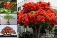 30 เมล็ด Seeds เมล็ดพันธุ์ หางนกยูงฝรั่ง ดอกสีส้ม Flame Tree, Flamboyant, Royal Poinciana