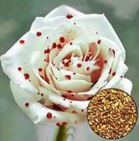 30 เมล็ด เมล็ดพันธุ์ กุหลาบ กุหลาบสีเลือด White Blood Rose Seed ดอกใหญ่ นำเข้าจากต่างประเทศ พร้อมคู่มือ เมล็ดสด ใหม่