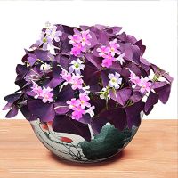 20 เมล็ดพันธุ์ เมล็ด ออกซาลิส เวอร์สิคัลเลอร์ Oxalis อัตราการงอก 80-85%