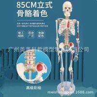 Rachis spinal cord attached to the human body skeleton model 85 cm disc skeleton muscle shaded bonesetting teaching