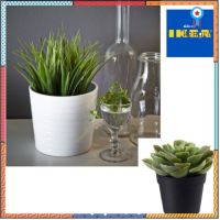 GO_IKEA {พร้อมส่ง+แท้?%} FEJKA เฟคก้า ไม้ประดิษฐ์ในกระถาง, ใน/นอกอาคาร หญ้า, ต้น Succulent ต้นไม้ปลอม อิเกีย ikea สินค้ามีจำนวนจำกัด