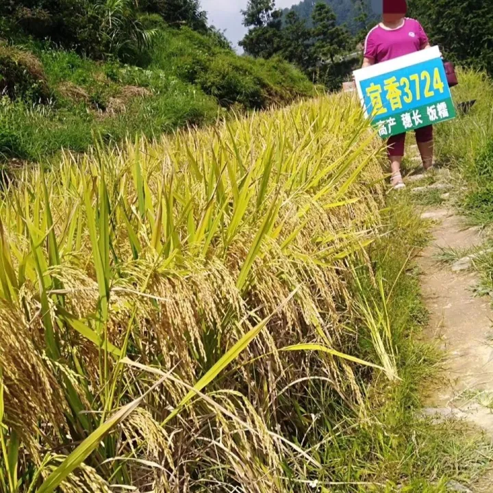 High-yield Hybrid Rice Seed Yungui Sichuan Fragrant Rice Rice Seed Rice ...