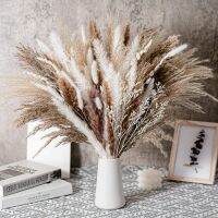 [Afei Toy Base]80ชิ้นธรรมชาติแห้ง Pampas หญ้า BouquetBoho ตกแต่งบ้านช่อ Phragmites ดอกไม้แห้งช่อสำหรับตกแต่งงานแต่งงาน