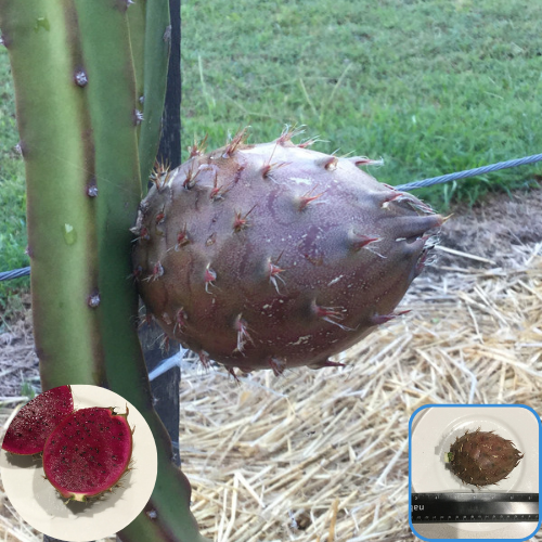 Black Dragon fruit ต้นแก้วมังกรสีดำ พันธุ์แก้วมังกรสีดำ หวาน หอม อร่อย