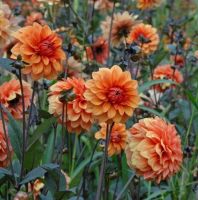 1 หัว/ชุด รักเร่ Dahlia Bulb สายพันธุ์ David Howard หัวรักเร่ ดอกไม้ หัวหน่อ เหง้า นำเข้า เนเธอร์แลน หัวสดใหม่