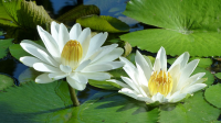 20 เมล็ด บัวสาย (Water lily) บัวอุบลชาติ บัวหลวง ฝรั่ง บัวดอกเล็ก บัวแคระ สายพันธุ์ White nymphaea สีขาว เหมาะสำหรับปลูกในโหล Waterlilies Lotus Seeds