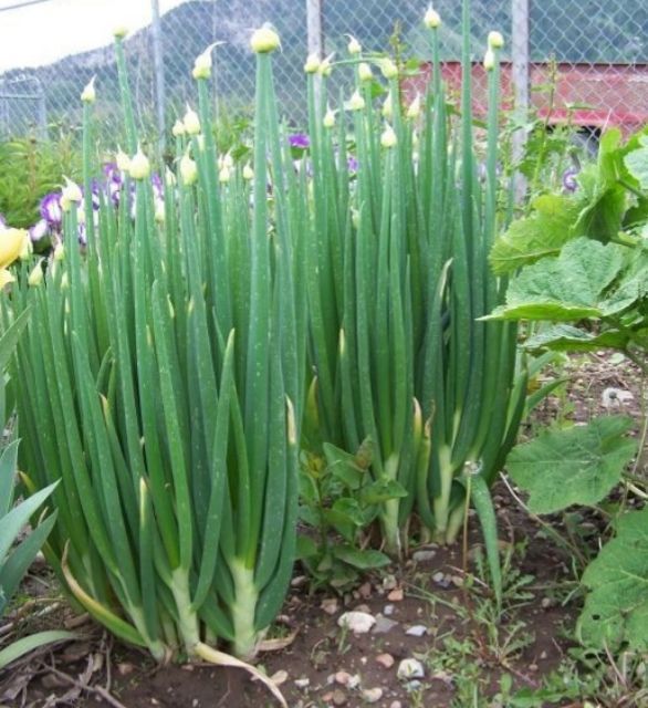 หอมดอกรัญจวญ-ดอกหอม-เมล็ดพันธุ์หอมดอก-ปลูกง่ายโตเร็ว-เมล็ดพันธุ์ดอกหอม-หอมดอก-chives-onion-flower-stem-scallion-flower-seeds
